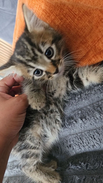 2-Month-Old male Kitten
