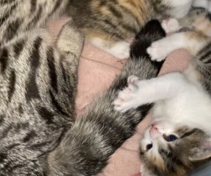 &pound;100 beautiful kittens