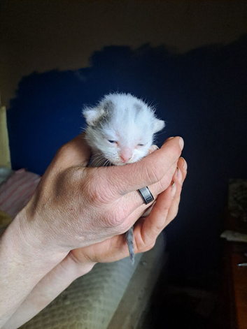 Beautiful boy kitten white and black 3 weeks old