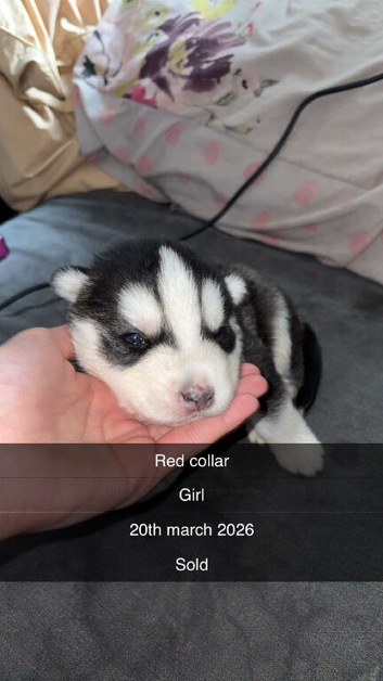 Siberian husky puppies for sale