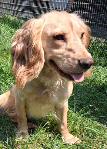 Beautiful Cocker Spaniel Adult Bitch