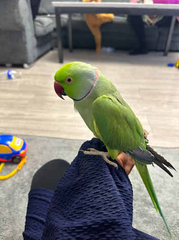 Indian ringneck