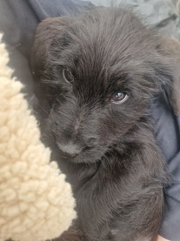 Giant schnauzer x Labrador puppys