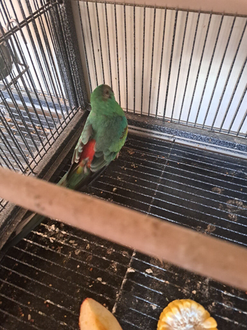 Red rump