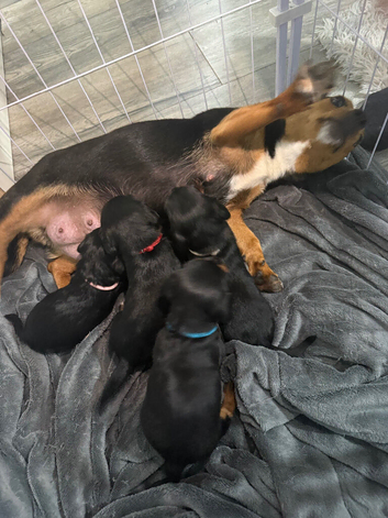 Jackapoo Puppies
