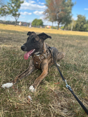 Belgian Malinois cross whippet