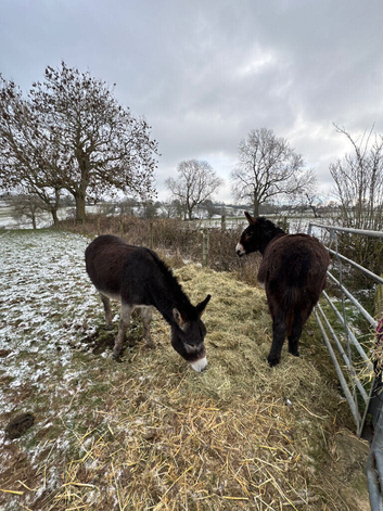 2 Female Jennings Donkeys