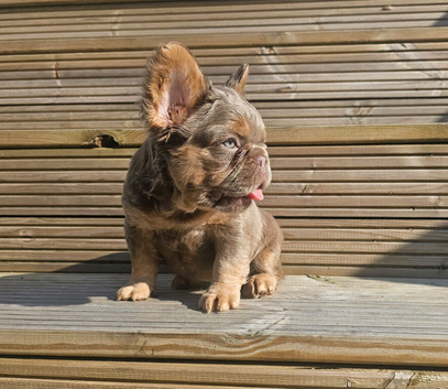 Fluffy french bulldog pup