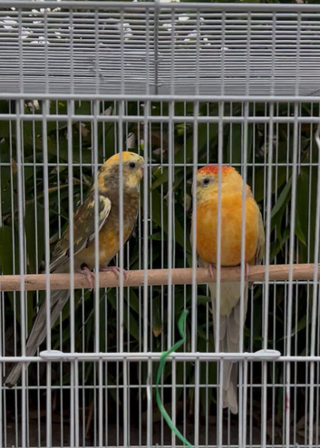 Male and female pair of redrump