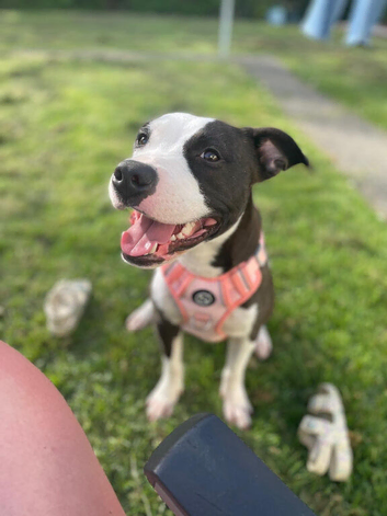1 year old staffy