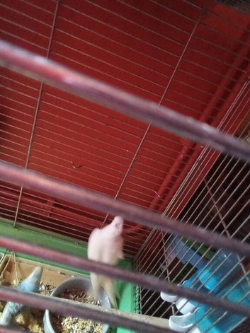 Young Cockatiels for sale