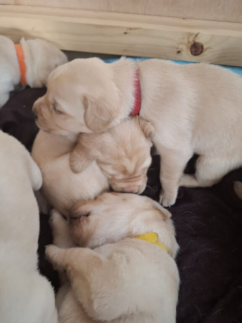 QUALITY Labrador retriever puppies KC Reg