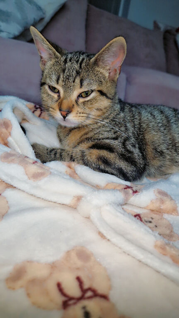 Beautiful female tabby cat