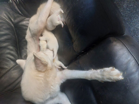Husky pups