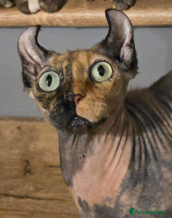 Reserved / sphynx female elf for adoption