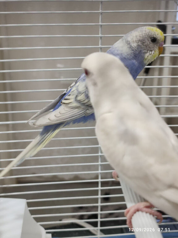 Young budgies pair in London