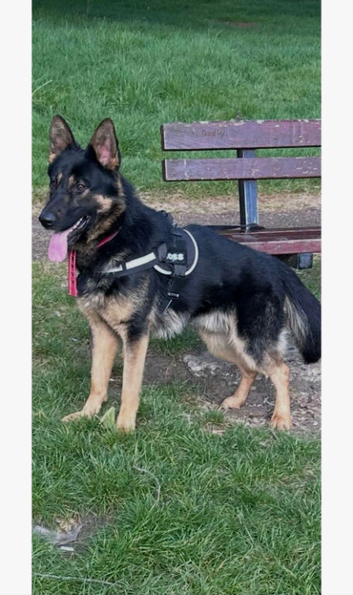 German shepherd