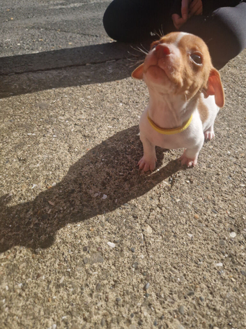 8 week old jack Russell puppy boy