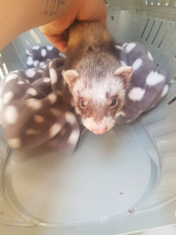 Jill ferret