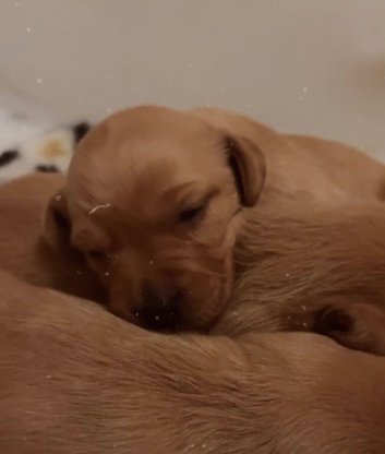 Fox red Labrador puppies
