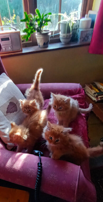 Glorious Ginger Fluffy Persian XTabby kittens