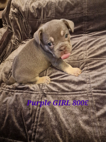 French bulldog puppies