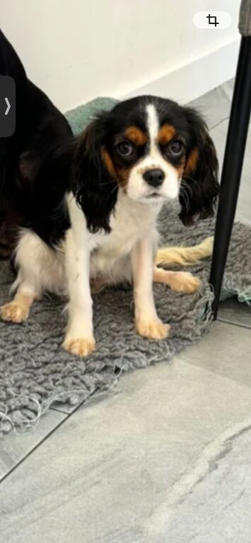 Beautiful female cavalier King Charles