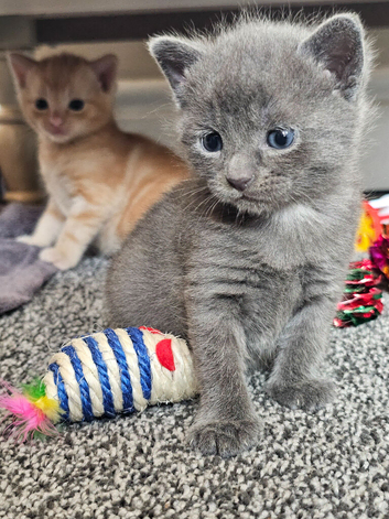 4 kittens looking for their forever homes.