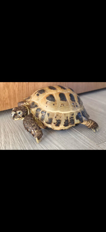 Tortoise 3 years old
