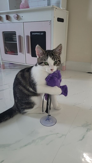 Kitten and everything