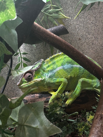 Male Panther Chameleon