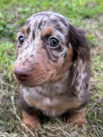 READY NOW&hellip;. Beautiful litter of Miniature Dachshund