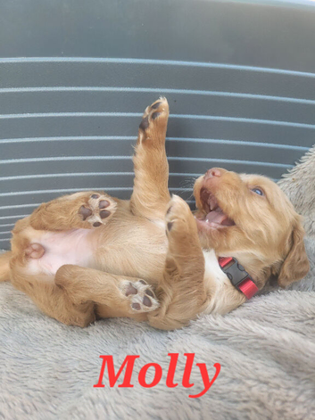 Gorgeous litter of golden cocker spaniel puppies