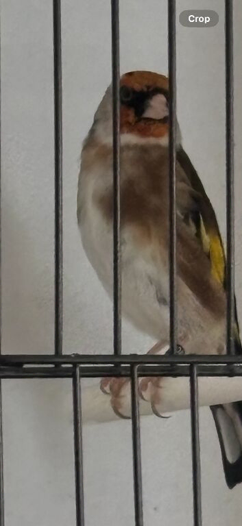 Goldfinch cock 2025