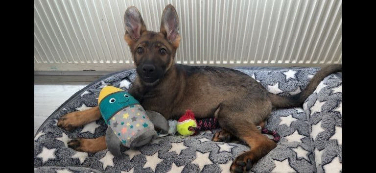 German shepherd for sale