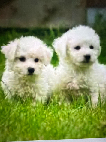Bichon FRISE