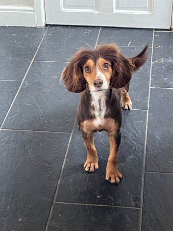 Rehoming beautiful working cocker