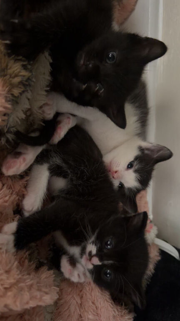 beautiful kitties looking for a forever home