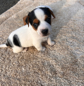 Jack russel pupppies