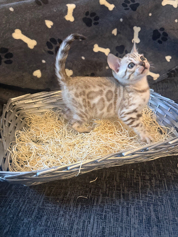 Male bengal kittens