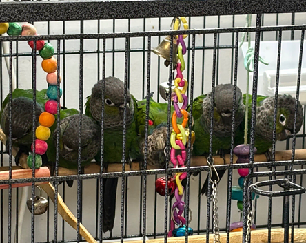 Sold subject to collectionBeautiful black capped conures for sale