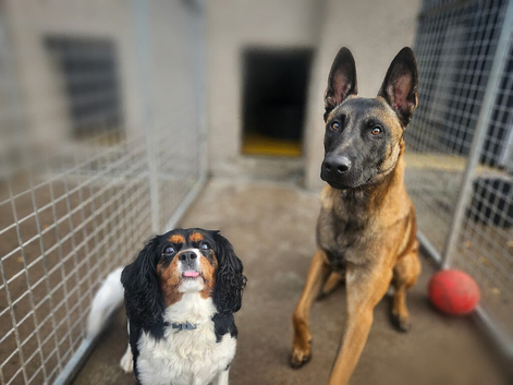 Belgian malinois for stud