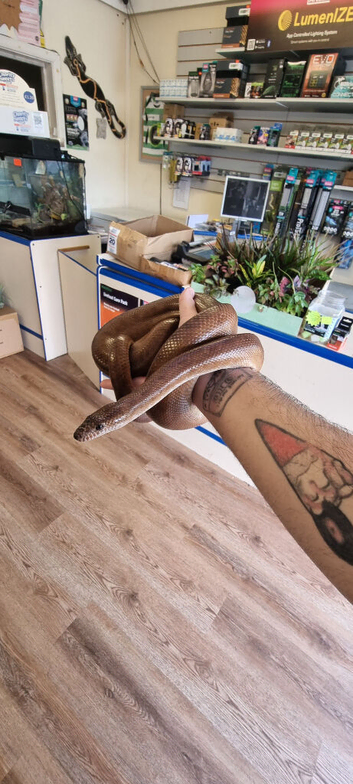 Adult male Colombian rainbow boa
