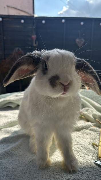 2 lovely male lionheads looking for a super home!