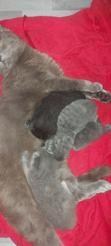Kittens