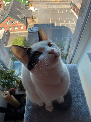 Maincoon ragdoll cross for sale