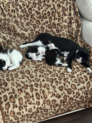 Kittens
