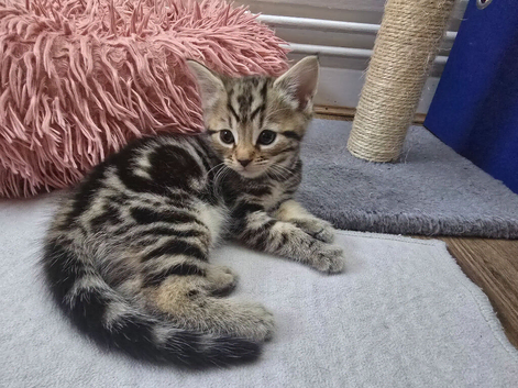 Girl Kittens For Sale