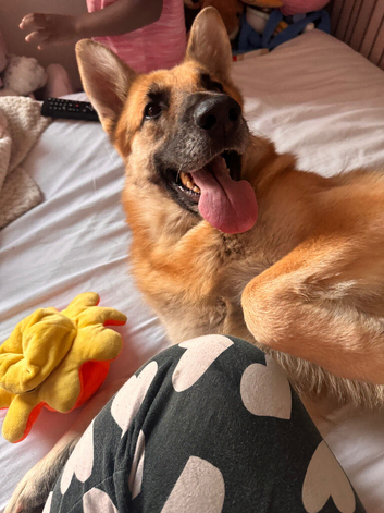 German shepherd girl