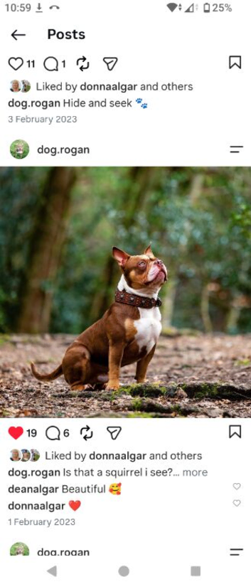 American pocket bully for Stud